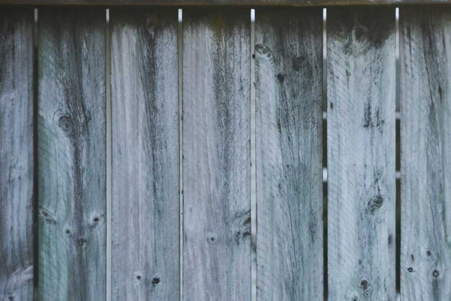 Mould in Your Home or Building