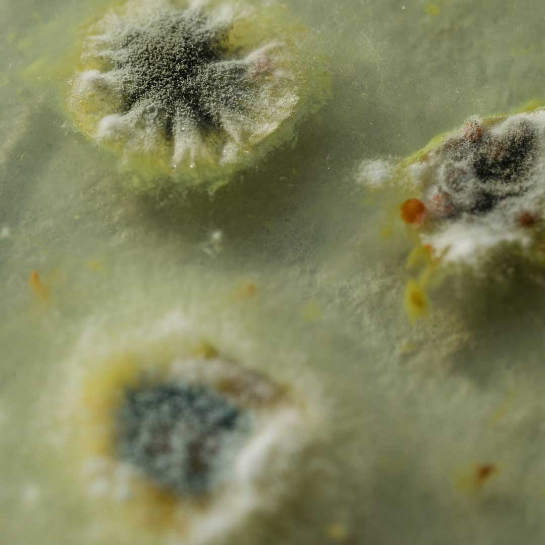 mould testing for your home or business